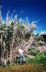 Searching in a bush of Arundo Donax